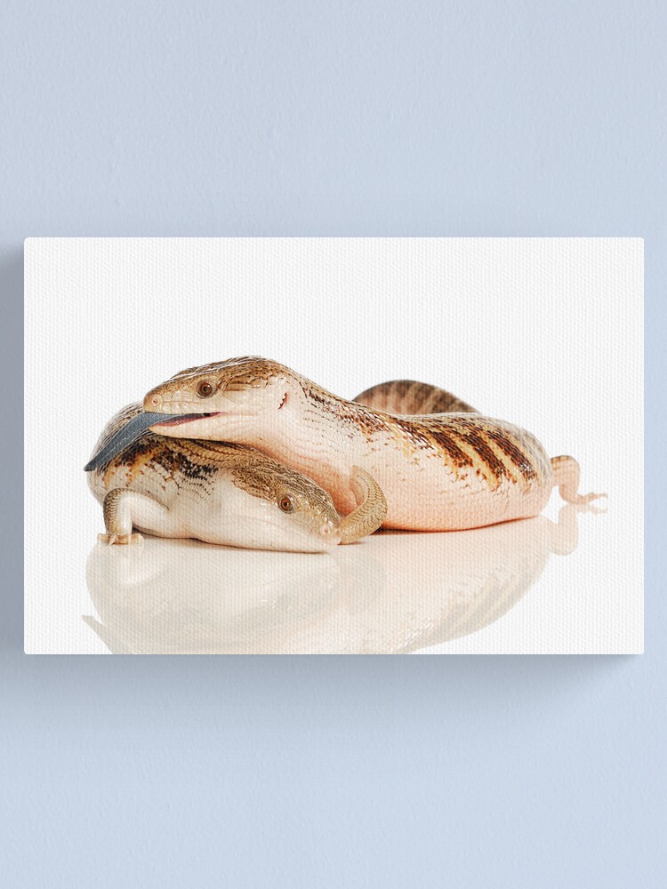 Alternate view of Kimberley or Northern Blue Tongue Lizards (Tiliqua scincoides intermedia) Canvas Print