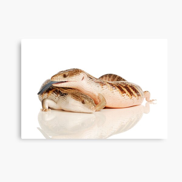 Kimberley or Northern Blue Tongue Lizards (Tiliqua scincoides intermedia) Canvas Print