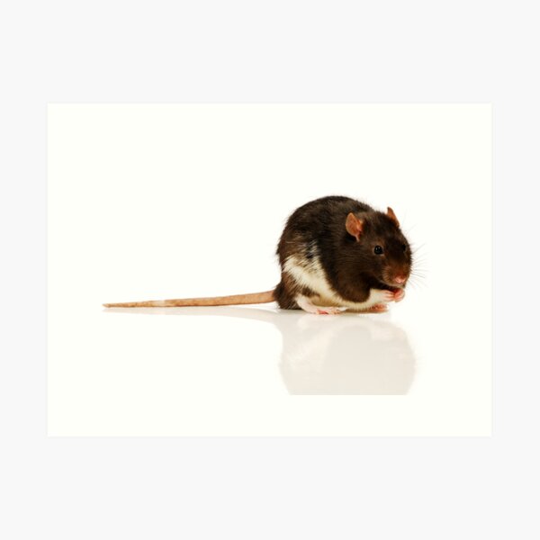 Rat Art Print