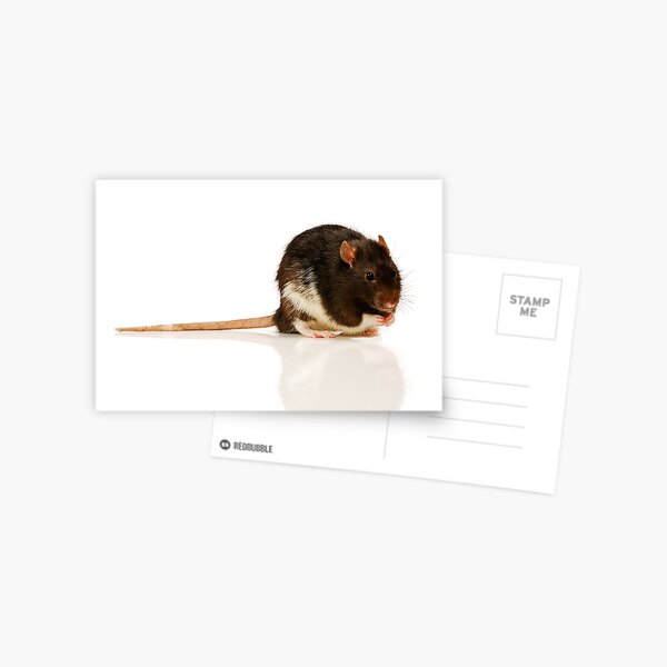 Rat Postcard