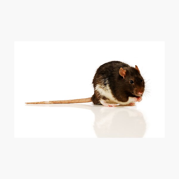 Rat Photographic Print