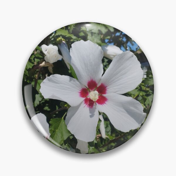 Artikelvorschau, Weißer Hibiskus (Hibiscus syriacus 'Red Heart') entworfen und verkauft von inspiration3.