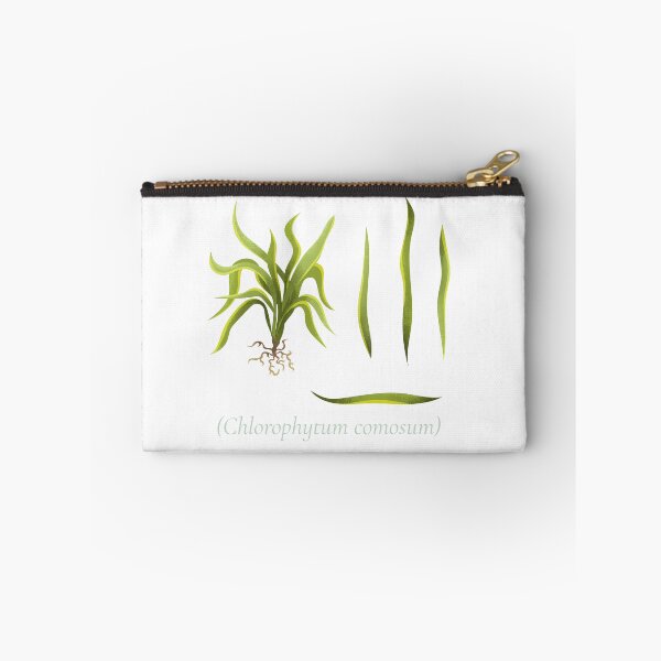 Item preview, CHLOROPHYTUM COMOSUM BOTANICAL NURSE designed and sold by FastZone.