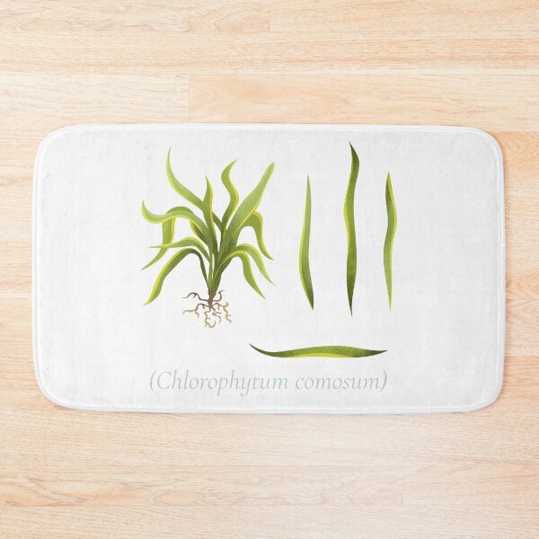 Item preview, CHLOROPHYTUM COMOSUM BOTANICAL NURSE designed and sold by FastZone.