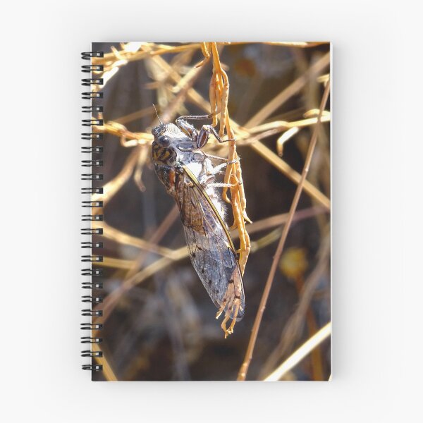 Item preview, Cicada of Amorgos designed and sold by Pai Lokli.