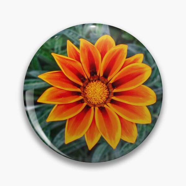 Item preview, The Fire Wheel — Orange Gazania designed and sold by Jomsunshine.