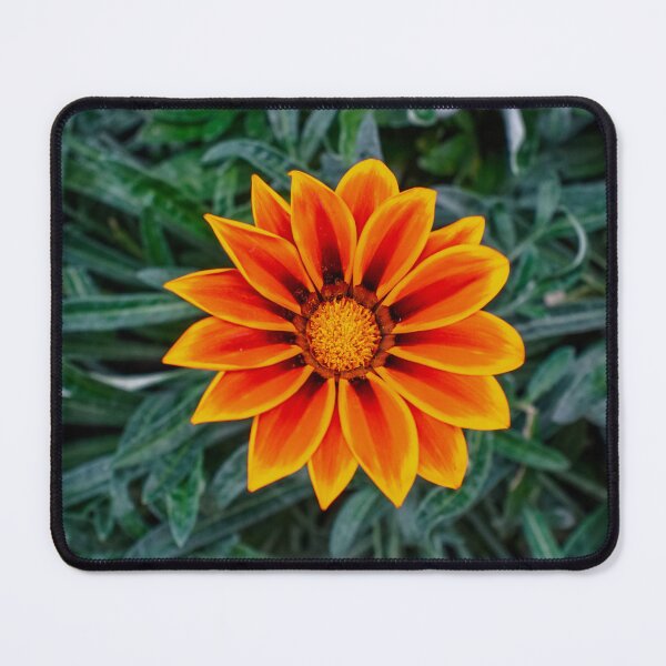Item preview, The Fire Wheel — Orange Gazania designed and sold by Jomsunshine.