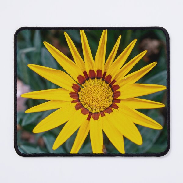 Item preview, The Sun Star — Yellow Gazania designed and sold by Jomsunshine.
