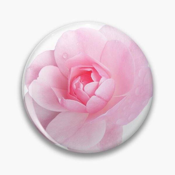 Item preview, Delicate Pink Rose Bloom Photo designed and sold by pinkal.