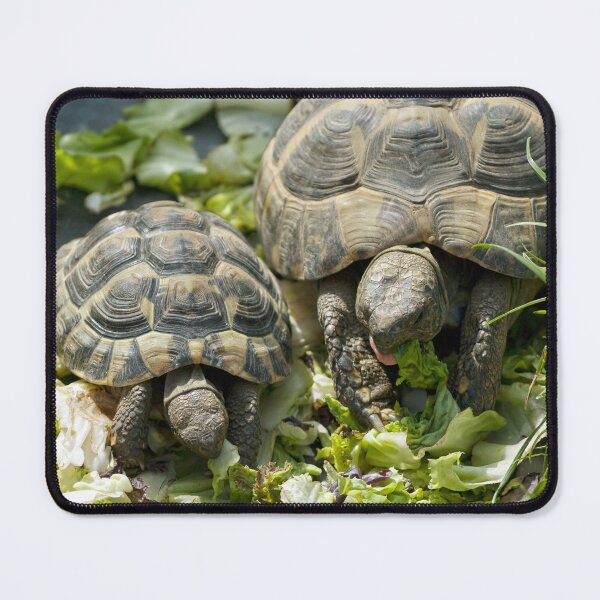 Item preview, Cute Mother and Baby Turtles Eating Together Photo designed and sold by Vac1.