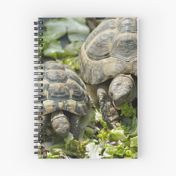 Item preview, Cute Mother and Baby Turtles Eating Together Photo designed and sold by Vac1.