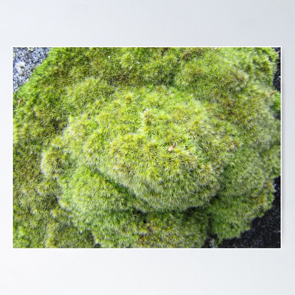 Item preview, mossy stone moss is really mossy designed and sold by PVagberg.