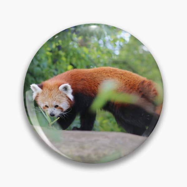Item preview, Red Panda On A Branch designed and sold by enygma-x.