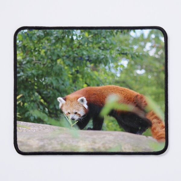 Item preview, Red Panda On A Branch designed and sold by enygma-x.