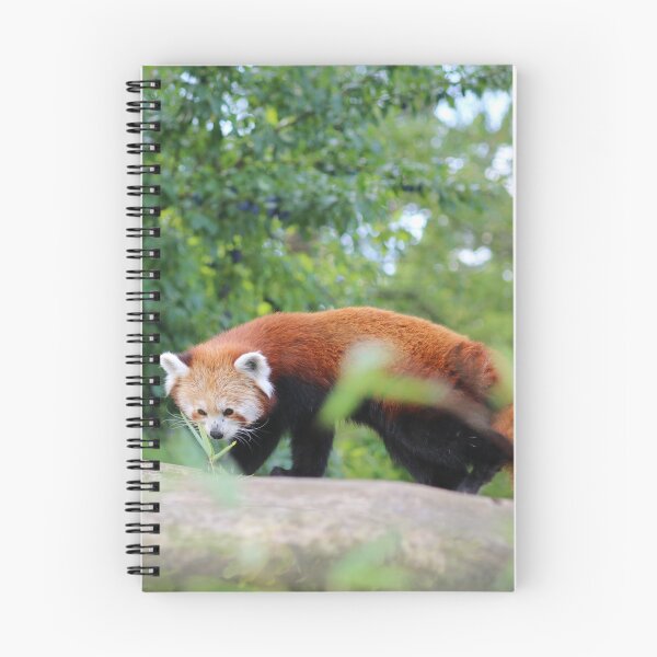 Item preview, Red Panda On A Branch designed and sold by enygma-x.