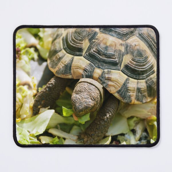 Item preview, Turtle Eating Fresh Greens Nature Photography designed and sold by Vac1.