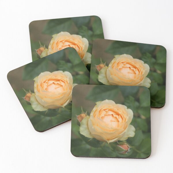 Item preview, Golden yellow rose bloom – Soft botanical macro photography designed and sold by Cha-s-lens.