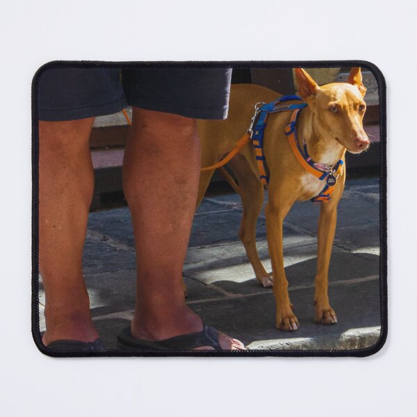 Item preview, Small Tan Dog On Leash Standing Next To Owner's Legs In Sandals On Stone Street designed and sold by Nmallia.