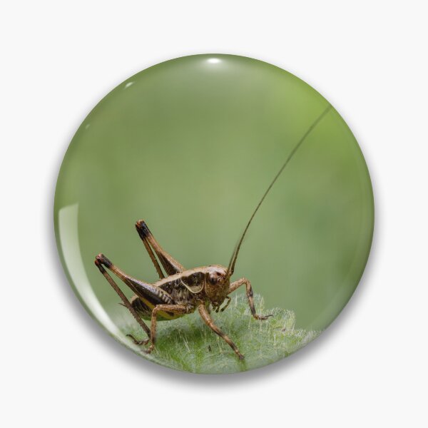 Item preview, Close up macro view of a brown grasshopper nymph standing on a textured green stinging nettle leaf. designed and sold by 3 Hours of Silence.