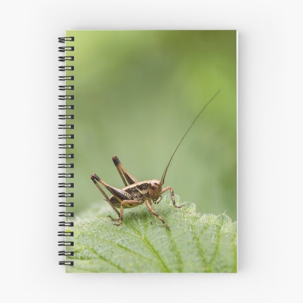 Item preview, Close up macro view of a brown grasshopper nymph standing on a textured green stinging nettle leaf. designed and sold by 3 Hours of Silence.