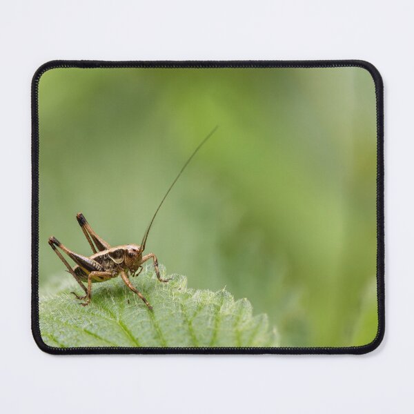 Item preview, Close up macro view of a brown grasshopper nymph standing on a textured green stinging nettle leaf. designed and sold by 3 Hours of Silence.