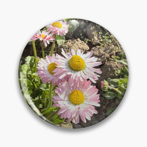 Item preview, Pink and White English Daisies in Dry Soil designed and sold by BalkanBloomArt.
