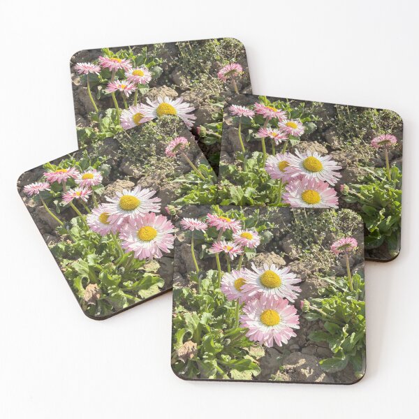 Item preview, Pink and White English Daisies in Dry Soil designed and sold by BalkanBloomArt.