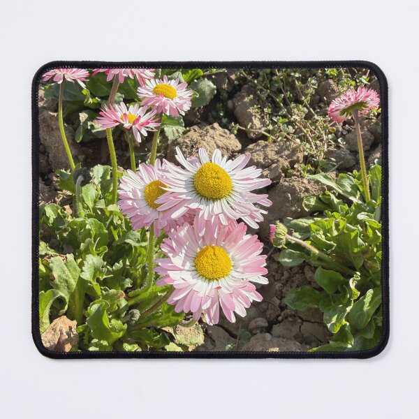 Item preview, Pink and White English Daisies in Dry Soil designed and sold by BalkanBloomArt.