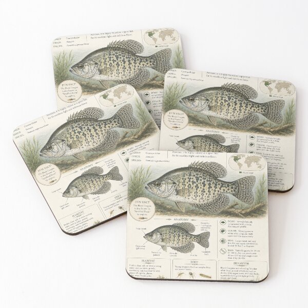Item preview, Black Crappie Botanical Infographic Chart designed and sold by CBuist.