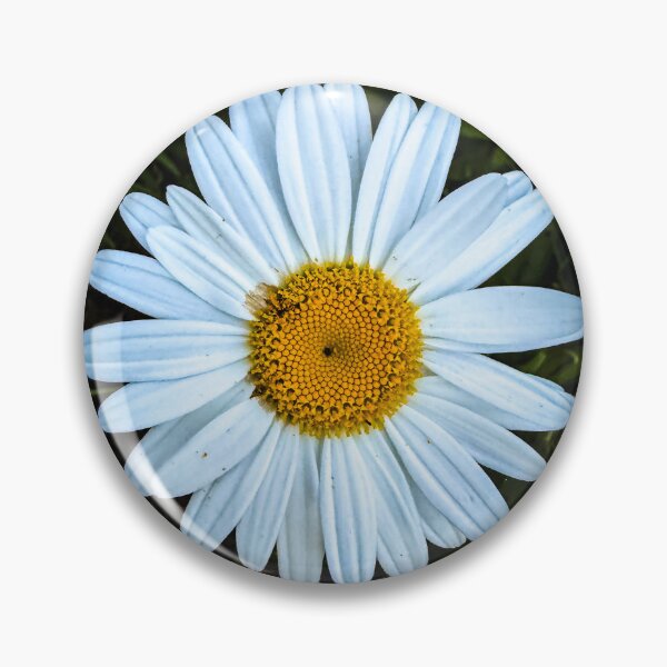 Item preview, Oxeye Daisy, San Fernando Valley, California designed and sold by Douglas E. Welch Design and Photography.