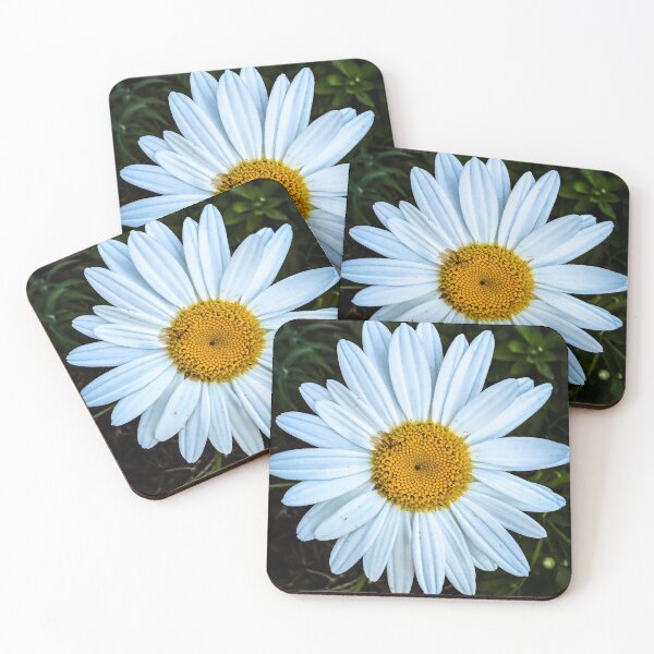 Item preview, Oxeye Daisy, San Fernando Valley, California designed and sold by Douglas E. Welch Design and Photography.