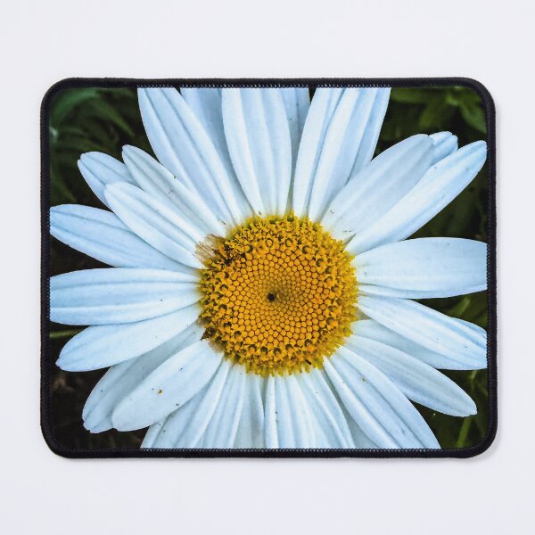 Item preview, Oxeye Daisy, San Fernando Valley, California designed and sold by Douglas E. Welch Design and Photography.