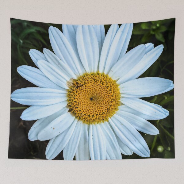 Item preview, Oxeye Daisy, San Fernando Valley, California designed and sold by Douglas E. Welch Design and Photography.