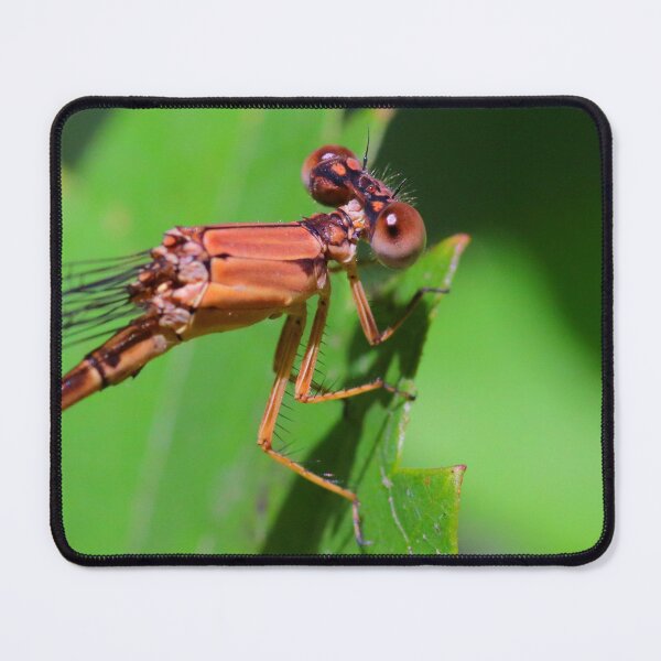 Item preview, Damselfly designed and sold by Parks and X.
