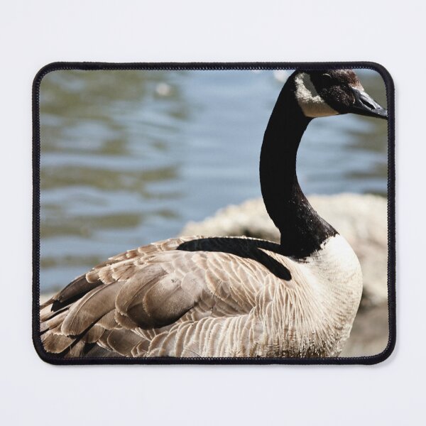 Item preview, Canada Goose Standing on Rock designed and sold by WilesNailsPower.