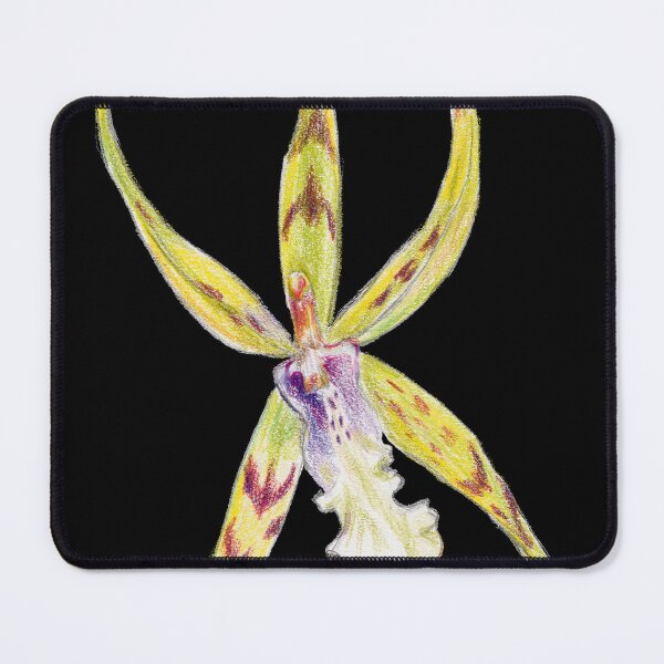 Item preview, Miltassia Golden Spider 'Copius' Orchid Colored Pencil Botanical Drawing designed and sold by Dina's Fine Arts.