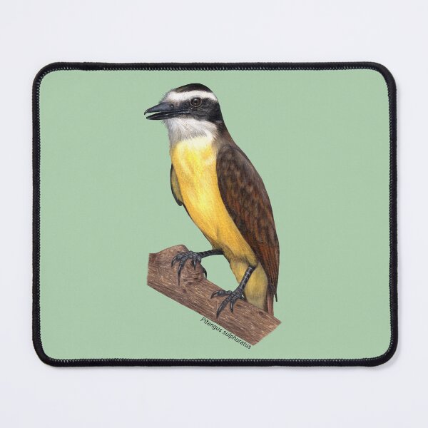 Item preview, Great Kiskadee Bird - Realistic Colored Pencil Art designed and sold by Juliana Costa.