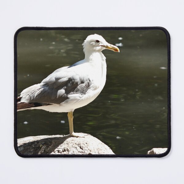 Item preview, California Seagull on top of Rock designed and sold by WilesNailsPower.