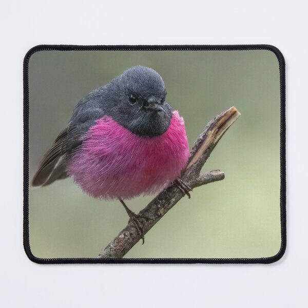 Item preview, Pink Robin designed and sold by Nick Vertsonis.