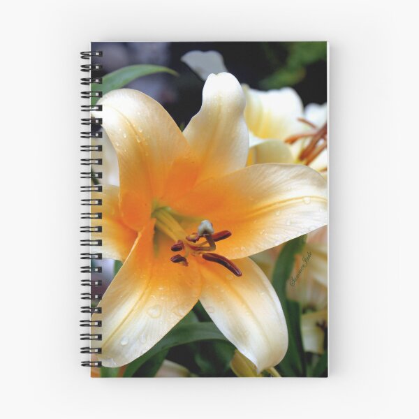 Item preview, Tequila Sunrise Lily with Raindrops designed and sold by SummerJade.