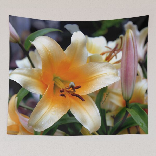 Artikelvorschau, Tequila Sunrise Lily mit Regentropfen entworfen und verkauft von SummerJade.