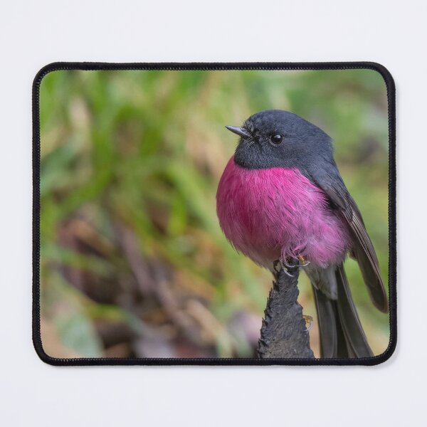 Item preview, Petirrojo rosado designed and sold by Nick Vertsonis.