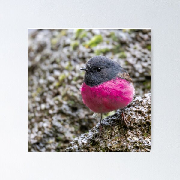 Item preview, Pink Robin designed and sold by Nick Vertsonis.