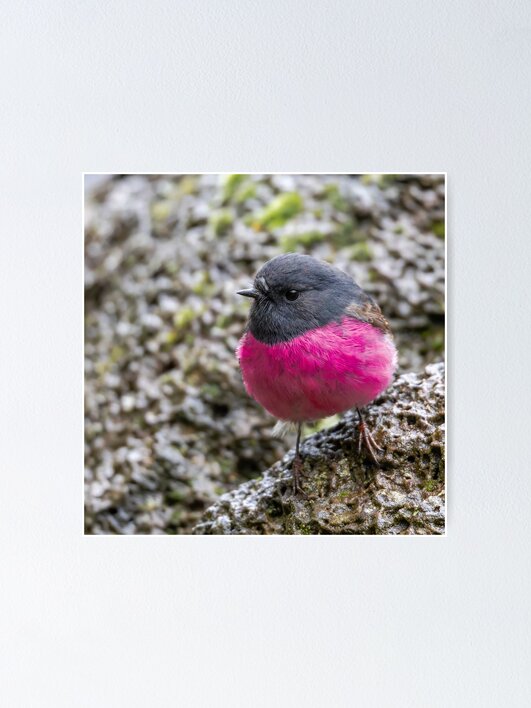Thumbnail 1 of 3, Poster, Pink Robin designed and sold by NickVertsonis.