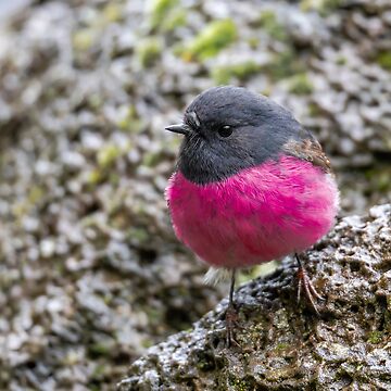 Artwork thumbnail, Pink Robin by Nick Vertsonis