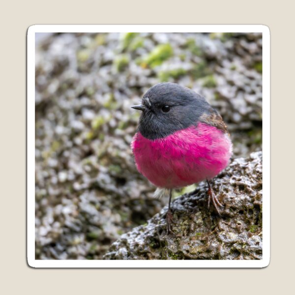 Item preview, Petirrojo rosado designed and sold by Nick Vertsonis.