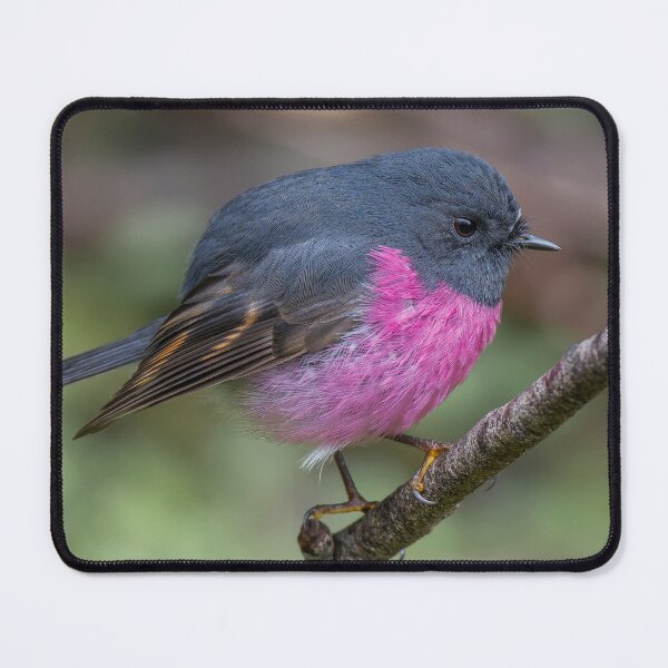 Item preview, Pink Robin designed and sold by Nick Vertsonis.
