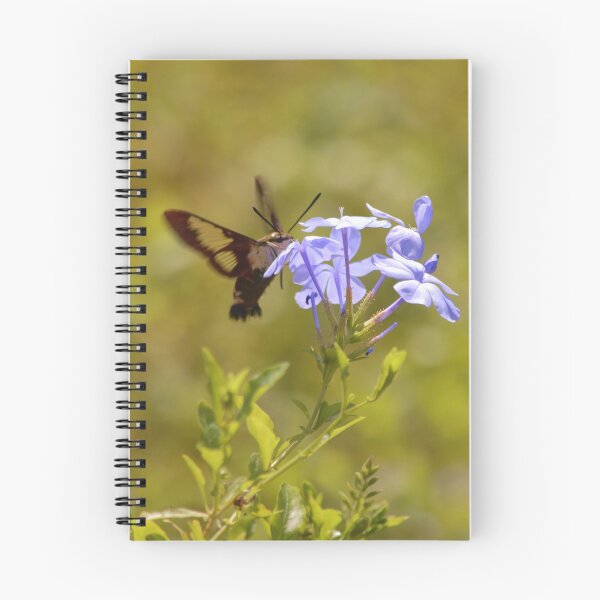 Item preview, Hummingbird Moth on Plumbago designed and sold by richardbryce.