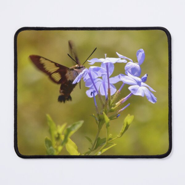 Item preview, Hummingbird Moth on Plumbago designed and sold by richardbryce.