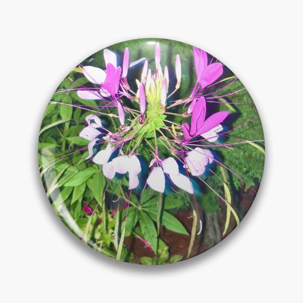 Item preview, Spiny Spiderflower designed and sold by Amanda1775.